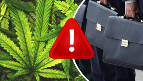 В Україні не засіють заплановані 8 000 га промислових конопель: які причини