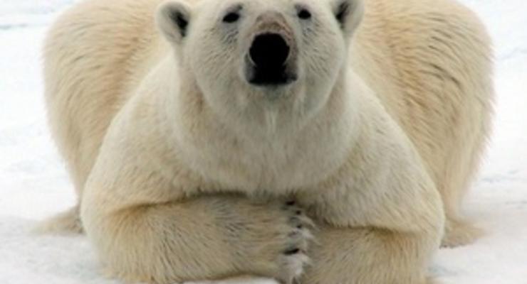 Coca-Cola изменит дизайн банок ради спасения белых медведей