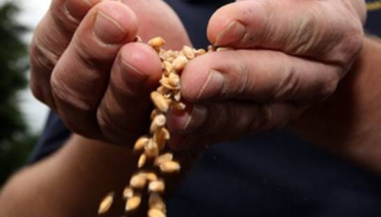 Украина может продать за рубеж более половины собранного в этом году зерна