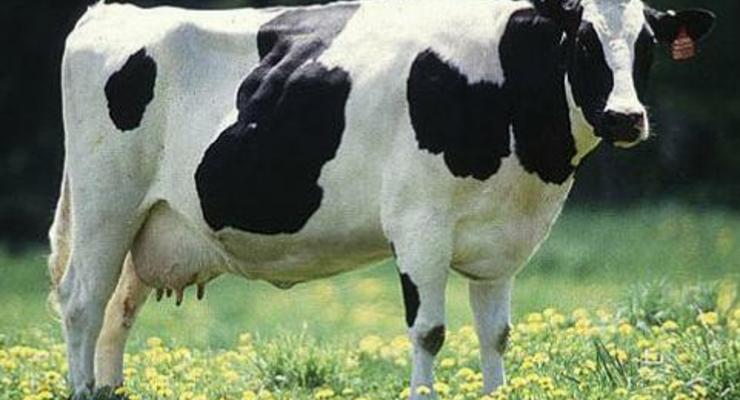 Страховая выплатила 5,7 тыс. грн за погибшую корову