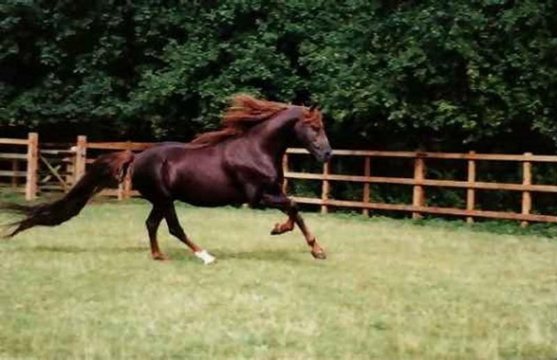 Кличко на коне: ТОП-5 самых дорогих лошадей / samogo.net