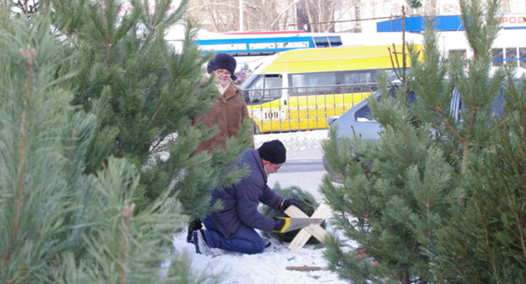 Где дешевле купить елку в Киеве