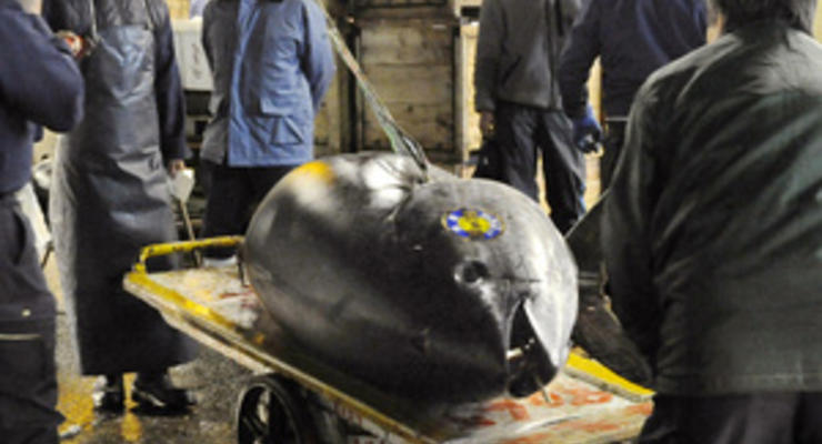 В Токио продали голубого тунца за рекордные $736 тысяч