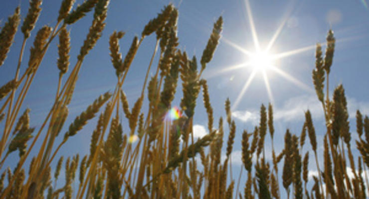 Минсельхоз США резко снизил прогноз экспорта пшеницы из Украины