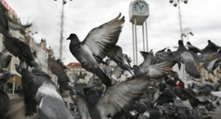В Испании за кормление голубей введут штраф до 20 тыс. евро