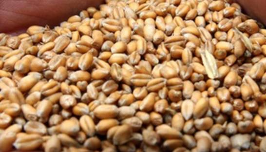 Украина в январе увеличила экспорт зерновых в Египет почти в 25 раз