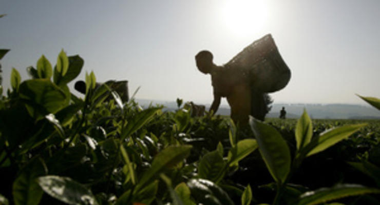 Чай подорожает в 2012 году на 12% из-за плохих погодных условий