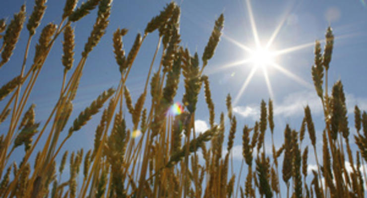 Запасы зерна в Украине выросли по сравнению с прошлым годом на 70%