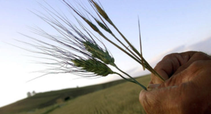Украина собрала почти 5 млн тонн зерна