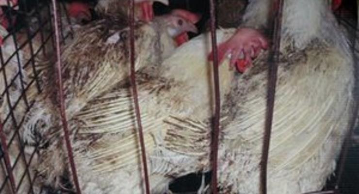 В Иране могут ввести запрет на показ куриного мяса по телевидению