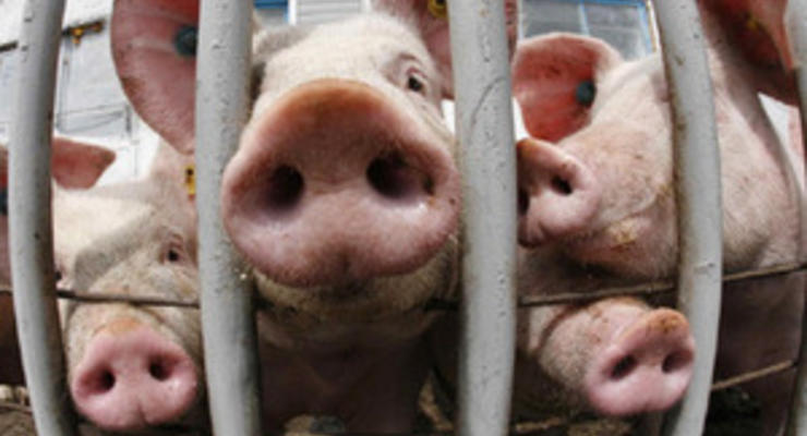 Госветфитослужба запретила вывоз свинины из Запорожской области