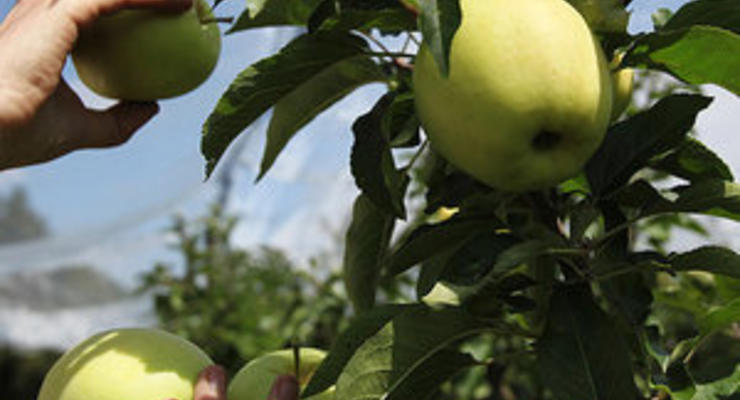 Корреспондент: Каждое пятое яблоко, съеденное украинцем, привезено из Европы