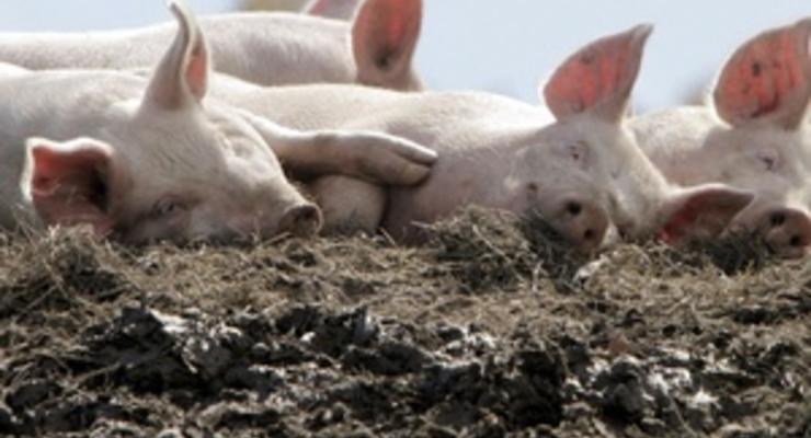 Власти установили ограничения на экспорт свинины из Запорожской области