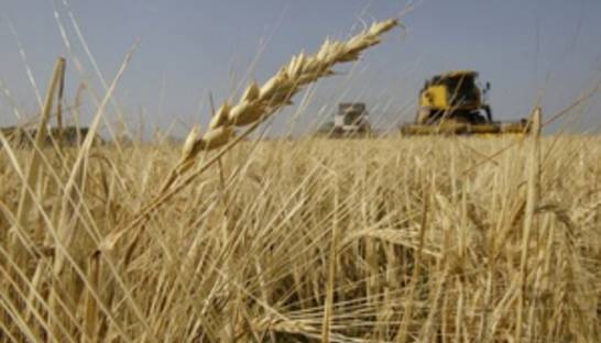 Минагропод подсчитал количество собранного в этом году зерна в Украине