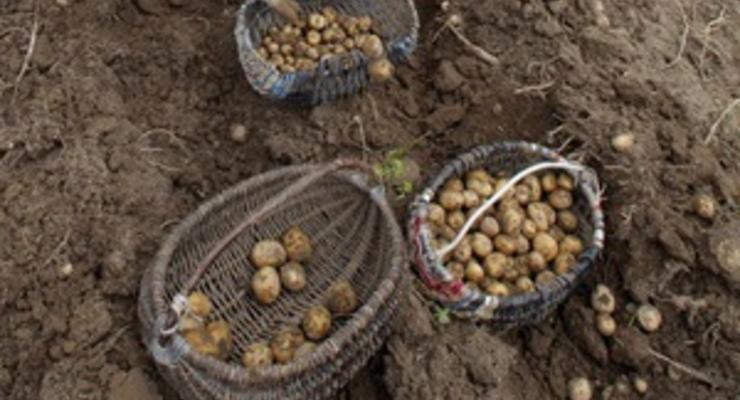 Украина в этом году соберет около 23 млн тонн картофеля
