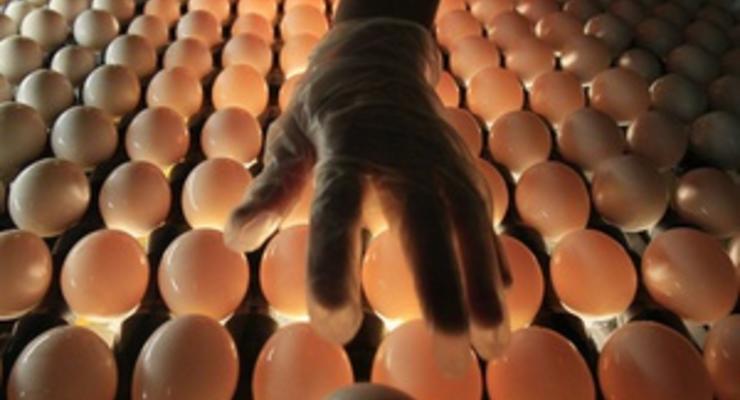 Крупнейшие в Украине производители яиц показали резкий рост прибыли в первом полугодии