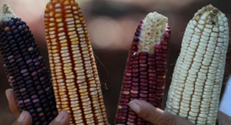 Украина может стать крупнейшим экспортером кукурузы в мире