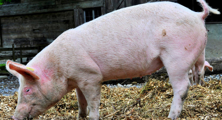 Ну что за свинство: Импорт сала в Украину вырастет втрое