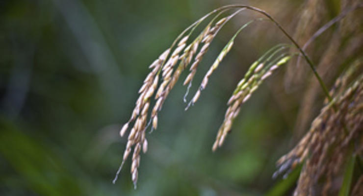 Украина вводит полный запрет на экспорт пшеницы