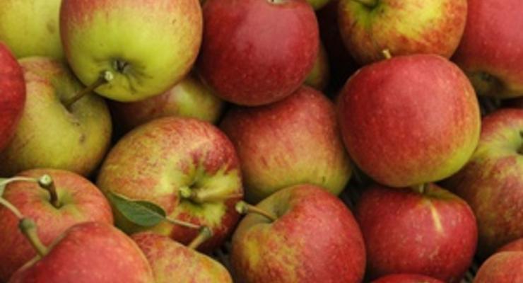 Украина увеличила экспорт яблок втрое