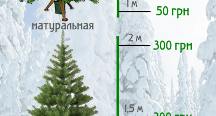 Новый год на игле: стали известны цены на елки (ИНФОГРАФИКА)