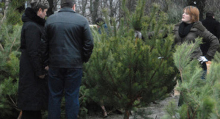 В этом году средняя цена новогодней елки составит 50 грн