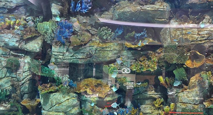 Акулы бизнеса: В Океан Плаза открыли аквариум