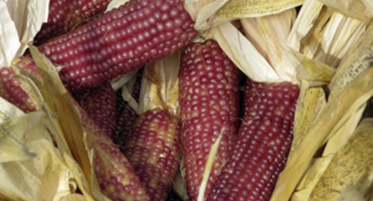 Украина готовится к экспорту кукурузы в  США