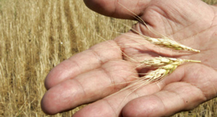 Урожай зерновых в 2012 году в Украине составил 46,2 млн тонн