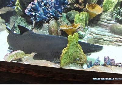 Акула в Океан Плазе оказалась в два раза больше заказанной