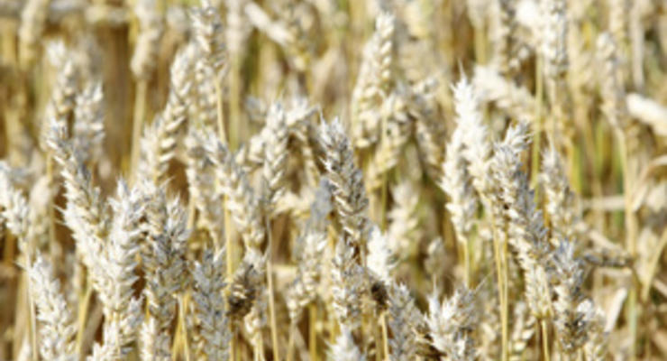 Экспорт украинского зерна вырос почти на 40% - Минагропрод