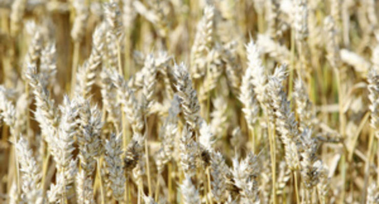 Украина займет седьмое место в мире по объему экспорта зерна - аграрии