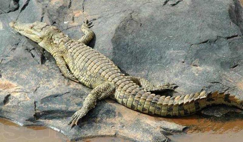 Скорпионы и крокодилы: Почем завести экзотическое животное / slando.ua
