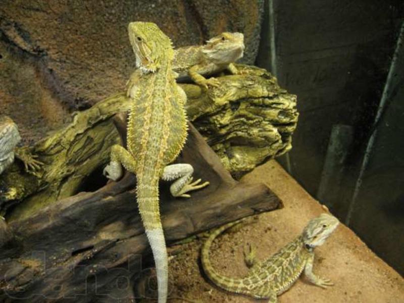Скорпионы и крокодилы: Почем завести экзотическое животное / slando.ua