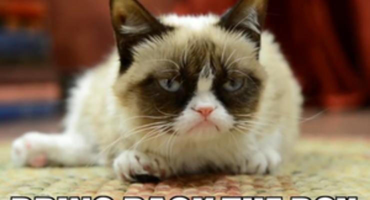 Время унывать: популярный в сети хмурый кот снялся в рекламе