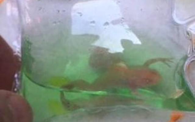 Экологи возмущены обреченными на смерть живыми игрушками из Китая