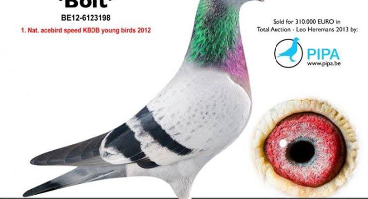 Почтовый голубь "улетел" с молотка за более чем треть миллиона долларов