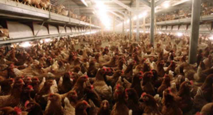 Украина разрешила своим крупнейшим производителям курятины поставки в ТС