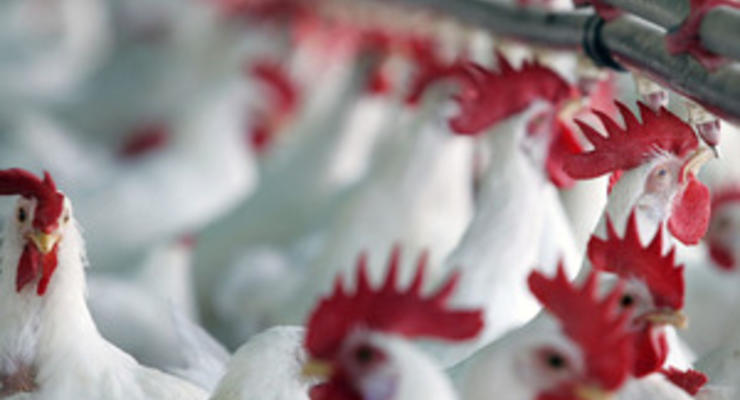 Украина резко увеличила экспорт курятины - эксперты