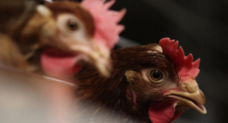 Украина может начать экспорт курятины на богатый рынок ЕС уже через неделю - Госветфитослужба
