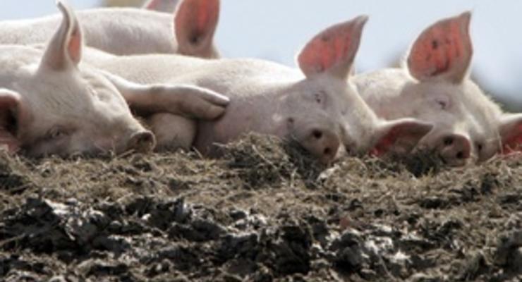 Россиянам могут запретить выращивать свиней