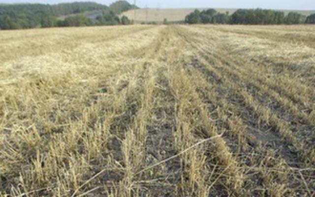 Китай скупает землю в Украине