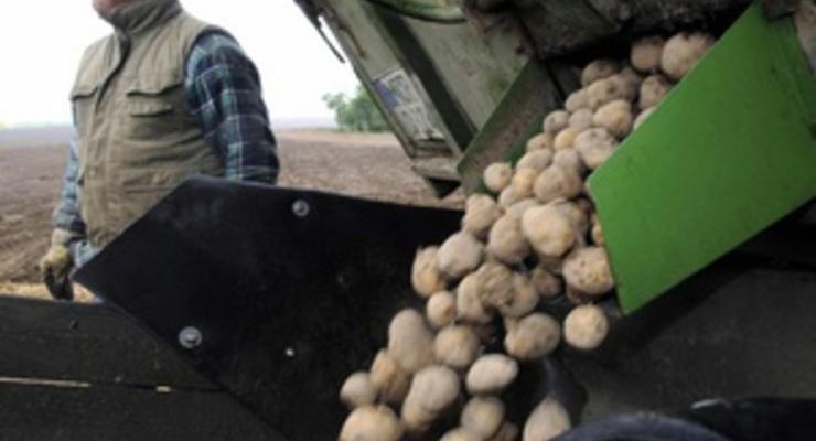 Эксперты угрожают Украине дефицитом картофеля