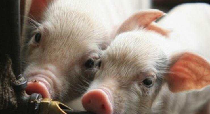 Второй крупнейший производитель свинины в США готовит экспансию в Украине