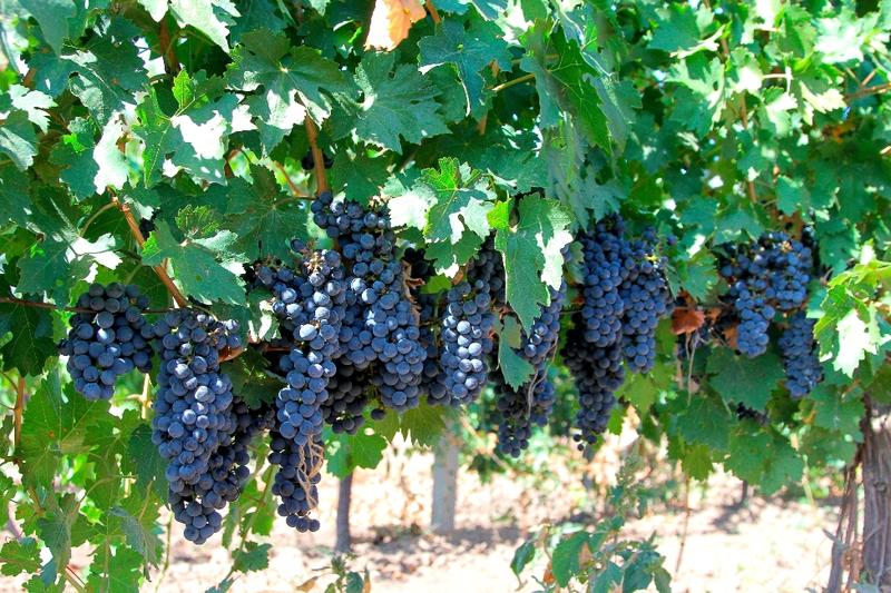 В Коблево установили виноградный рекорд