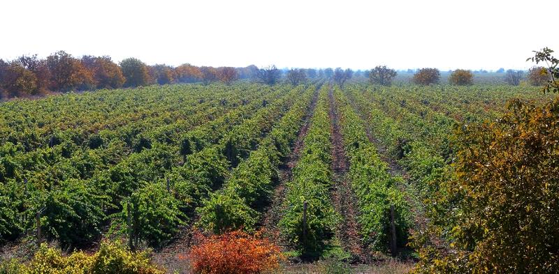 В Коблево установили виноградный рекорд