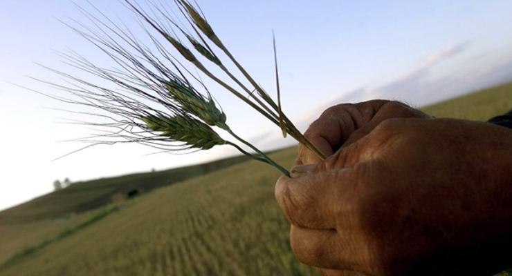 Кабмин хочет продлить невозмещение НДС при экспорте зерна до 2016 г