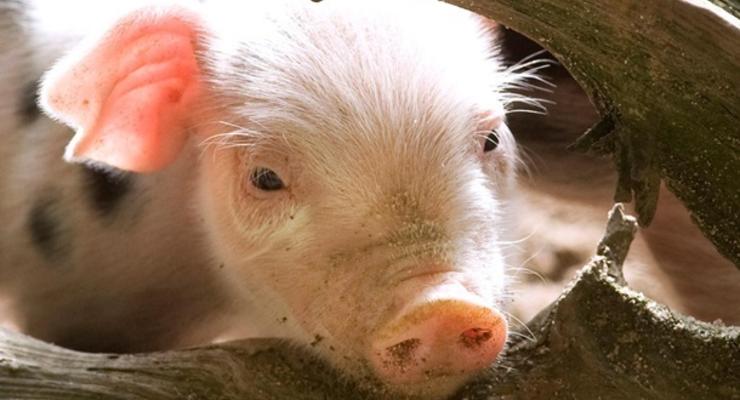 Беларусь запретила ввоз свинины из Украины