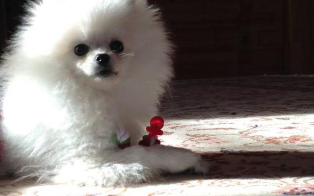 На собачек любовницы Януковича уходило 10 тыс. грн в месяц - СМИ