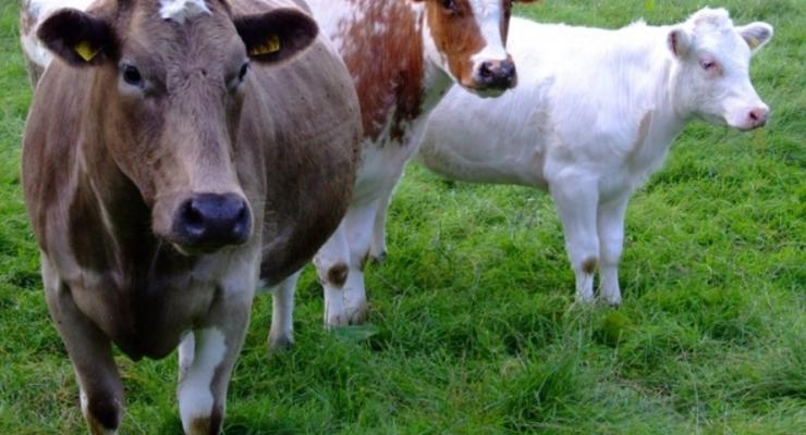Россельхознадзор запретил ввоз в Крым партии крупного рогатого скота и колбасы из Украины